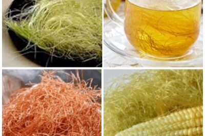 The Hidden Benefits of Corn Silk Tea: Why More Americans Are Turning to This Gentle Herbal Remedy. Boil the corn silk, drink liquid and you will be grateful for advice.