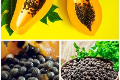 NATURE’S PHARMACY! Papaya seeds are a natural remedy for various health issues, from digestive problems to parasite infections. Learn more about their powerful health benefits!