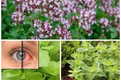 A flavorful culinary herb, but what many people don’t realize is that it holds powerful health benefits, particularly for eye health. Packed with antioxidants, vitamins, and anti-inflammatory compounds.