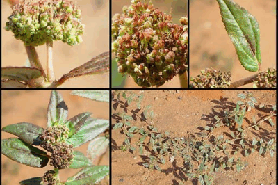 Explore the 9 Key Health Benefits of Euphorbia Hirta!  This plant can help with asthma, diarrhea, menstrual cramps, and more. Learn how to harness its power!