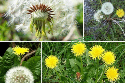 Hidden power of dandelions! More than just a wildflower, dandelions are one of nature’s strongest plants, thriving anywhere and packed with amazing health benefits. From boosting your immune system to supporting liver health, this simple plant is a true natural wonder.