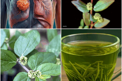 This “Weed” Saved My Aunt’s Life (and Probably My Gut): 9 Savage Health Hacks from Euphorbia Hirta You’ve Never Heard Of