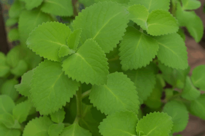 Orégano Orejón Ain’t Just a Pizza Topping — It’s the Healing Houseplant You’ve Been Sleeping On