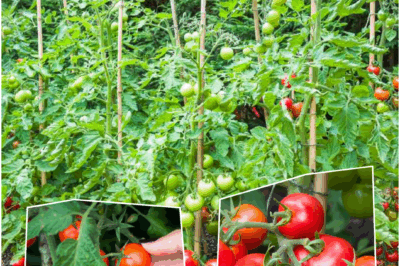 I’m not babysitting tomatoes this summer. They either grow like champs or get composted. Turns out… there’s one lazy hack that makes them explode with fruit — and no, it’s not fertilizer, magic water, or whispering to them every morning.