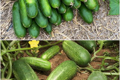 One Aspirin Tablet in August and Your Cucumbers Will Go Nuclear — Gardeners’ Late-Season Miracle