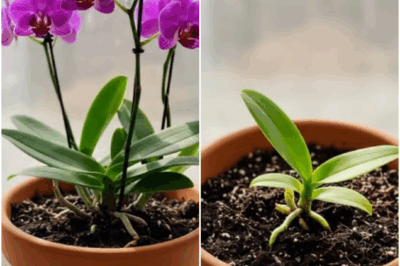 My Orchids Were Dying—Then I Gave Them Garbage Water and They Bloomed Like Beyoncé at the Super Bowl