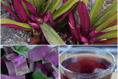 Say goodbye to urinary infections, asthma, diabetes, poor circulation, fatty liver, and hypertension.