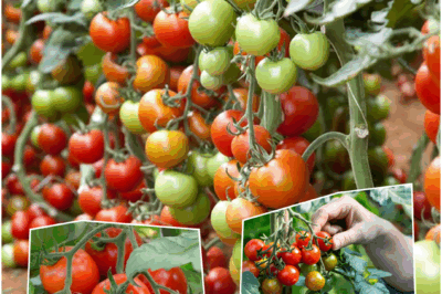 SECRET TO ENDLESS TOMATOES AND CUCUMBERS! Do this once and you’ll never worry about sick plants again!”