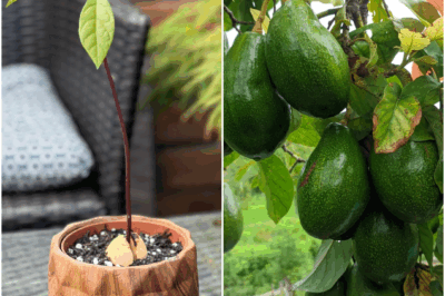 GROW YOUR OWN AVOCADO TREE! Want to ditch the store-bought avocados and enjoy fresh, creamy goodness from your own tree? I’ve got you covered! Learn how to grow avocados in pots, from seed selection to tree care, and start enjoying your homegrown avocados in no time!
