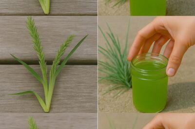 🌱 THIS UGLY LITTLE ROOT MIGHT BE MORE POWERFUL THAN HALF YOUR MEDICINE CABINET 😳 Most folks walk right past it like it’s a weed… But what’s hiding underground? That root? Yeah — it’s loaded with healing power you’ve probably never heard about.