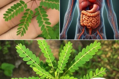 Most people don’t know the power of this Underestimate Backyard Miracle Plant ….