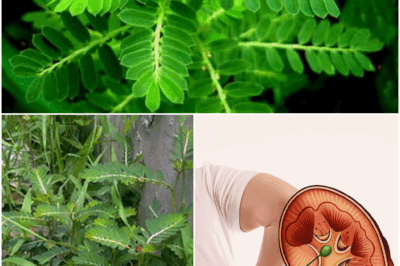 🚨 IF THIS PLANT’S IN YOUR YARD… YOU’RE SITTING ON A DAMN GOLDMINE 😳