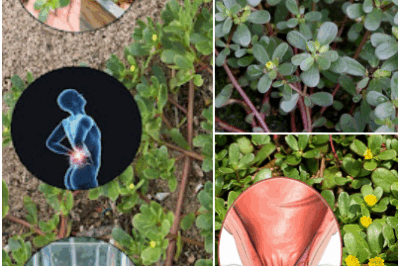 The Hidden Superfood: Purslane is more than just a garden weed – it’s a nutritional powerhouse with amazing health benefits.