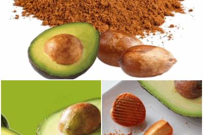 Don’t Throw Away Avocado Seeds! Discover the surprising health benefits of avocado seeds, from antioxidants to digestive support.