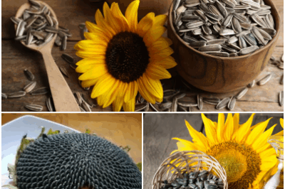 The Sunflower Seed Truth: 16 surprising benefits and risks you need to know. From boosting heart health to potential allergic reactions, get the inside scoop!