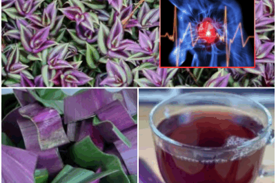 Nature’s Miracle Cure: Discover how Purple Maguey can help alleviate urinary infections, asthma, diabetes, and more.