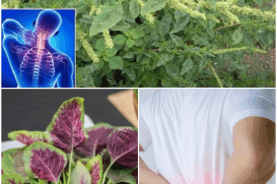 The Secret Superfood in Your Backyard: Pigweed, also known as amaranth, is a nutrient powerhouse with 10 surprising health benefits.