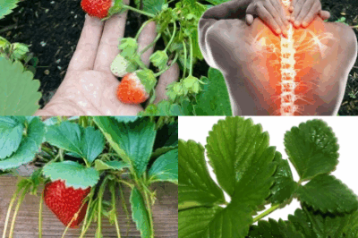 Strawberries are a go-to favorite around the world,  But while we savor the sweet, juicy fruit, most of us overlook something surprisingly powerful: the leaves. Strawberry leaves have extremely good effects on health, let’s find out together…