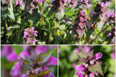 Amidst this botanical symphony, one plant stands out with its striking purple blooms and plethora of benefits – the Purple Dead Nettle (Lamium purpureum). Often overlooked or mistaken for a weed, this unassuming herbaceous plant actually offers a multitude of reasons why it deserves a place in your spring foraging repertoire.