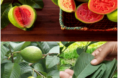 The guava tree is familiar to everyone, but people often focus only on the fruit and overlook other important aspects. Guava leaves are a treasure trove of health benefits, long utilized in traditional medicine across the globe. Rich in antioxidants, anti-inflammatory compounds, and antibacterial properties